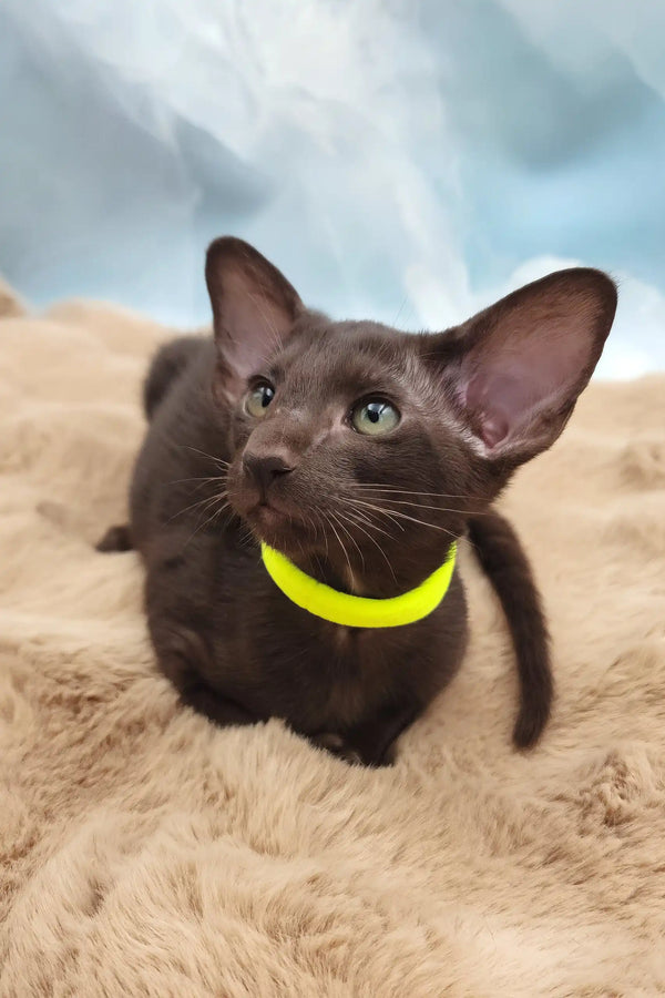 Sherilyn | oriental shorthair kitten