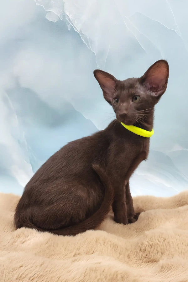 Sherilyn | oriental shorthair kitten
