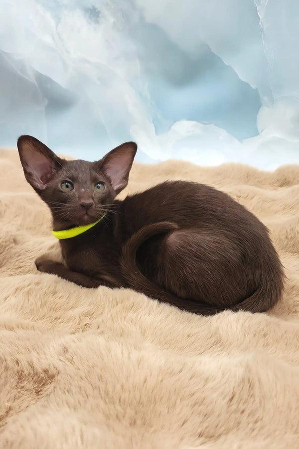 Sherilyn | oriental shorthair kitten