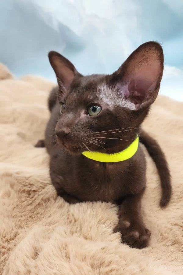 Sherilyn | oriental shorthair kitten