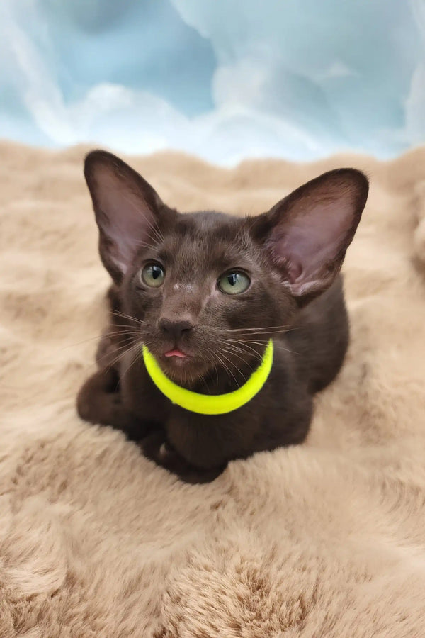 Sherilyn | oriental shorthair kitten
