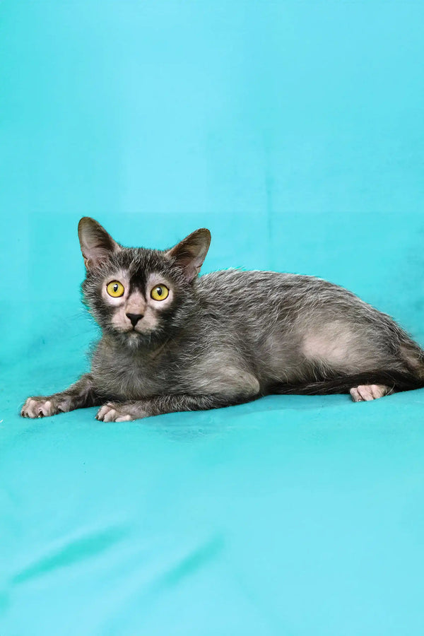 Shilopop | lykoi kitten