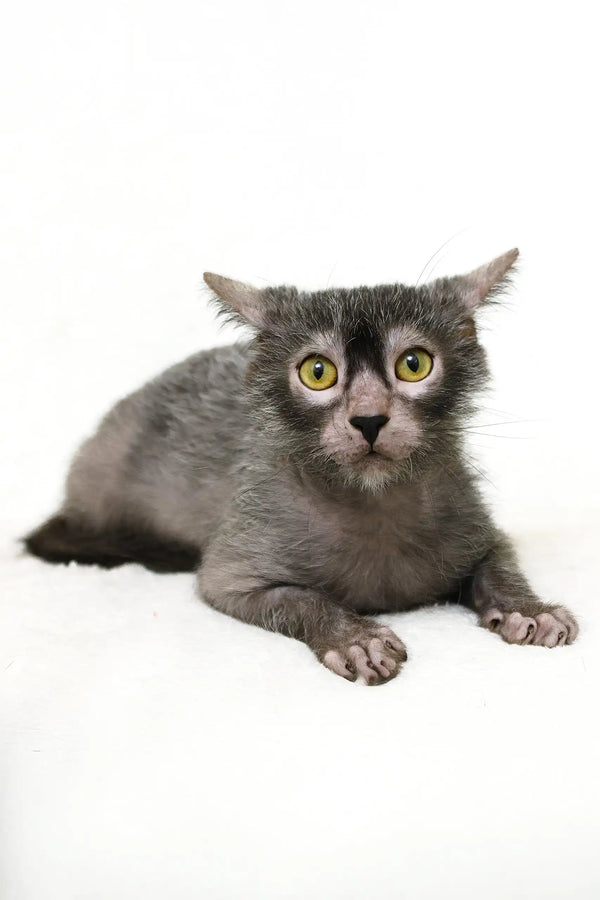 Shilopop | lykoi kitten