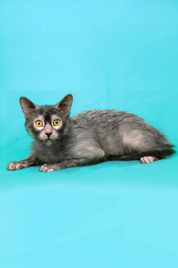 Shilopop | lykoi kitten