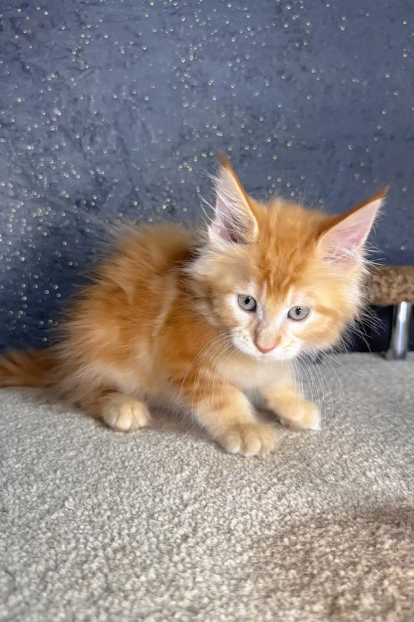 Sholly | maine coon kitten
