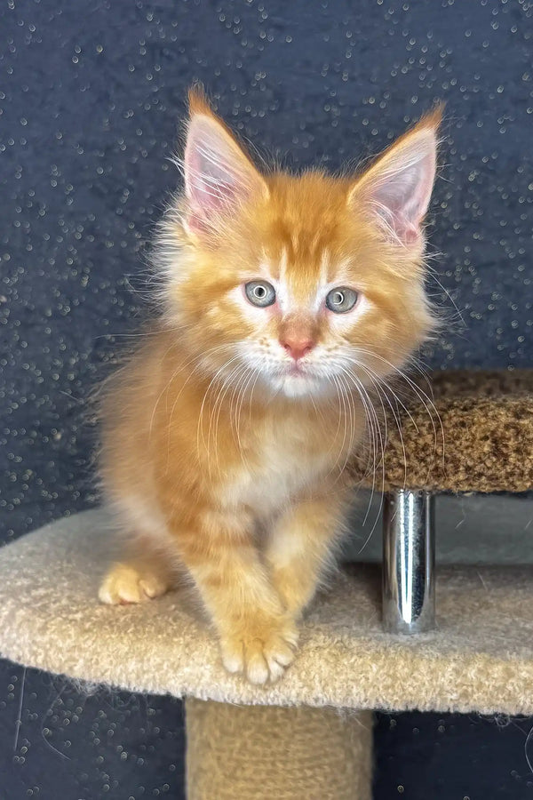 Sholly | maine coon kitten