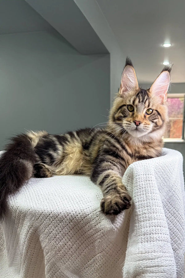 Adorable Tabby Maine Coon Kitten from Shtille, perfect for cat lovers everywhere