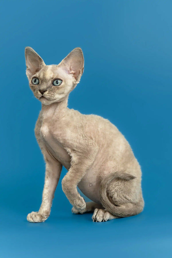 Silena | devon rex kitten