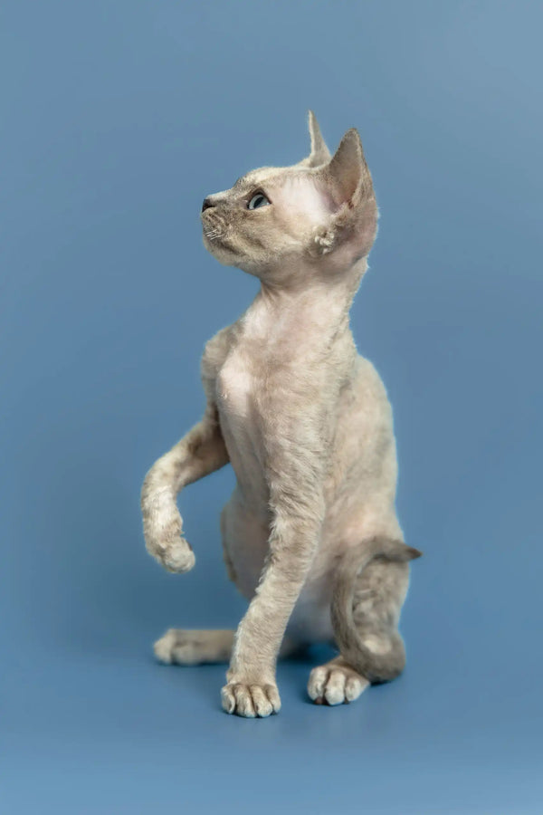 Silena | devon rex kitten