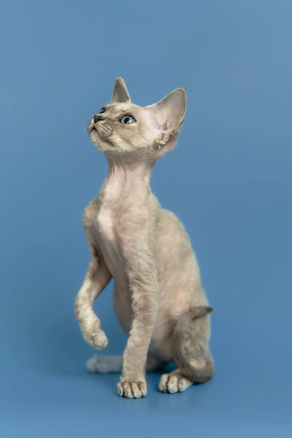 Silena | devon rex kitten