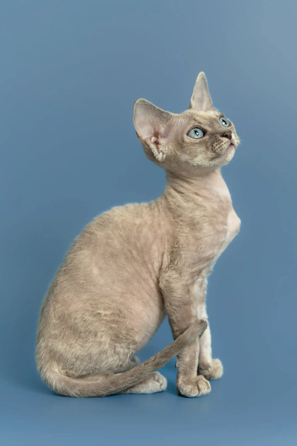 Silena | devon rex kitten