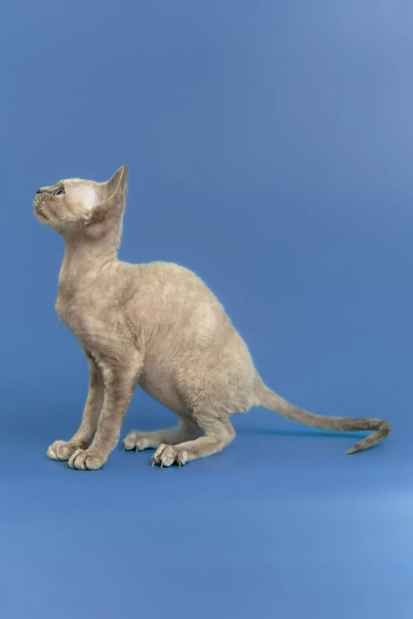 Silena | devon rex kitten