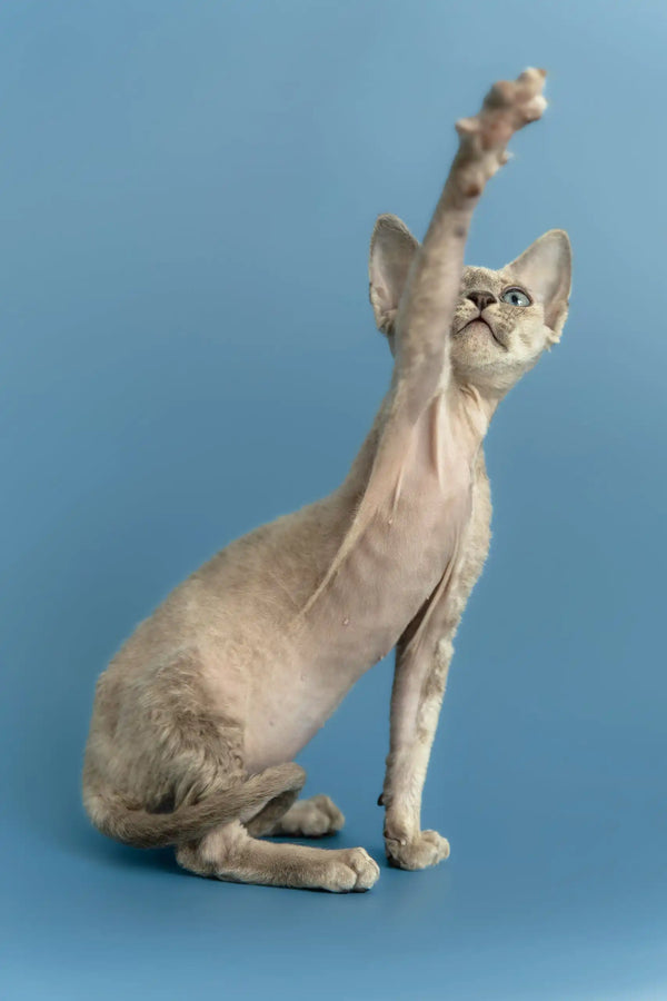 Silena | devon rex kitten