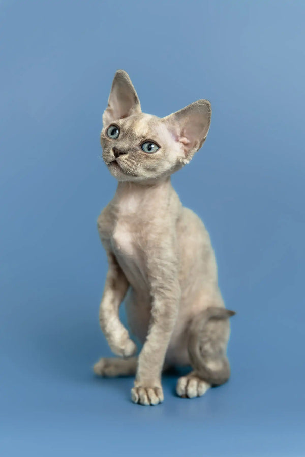 Silena | devon rex kitten