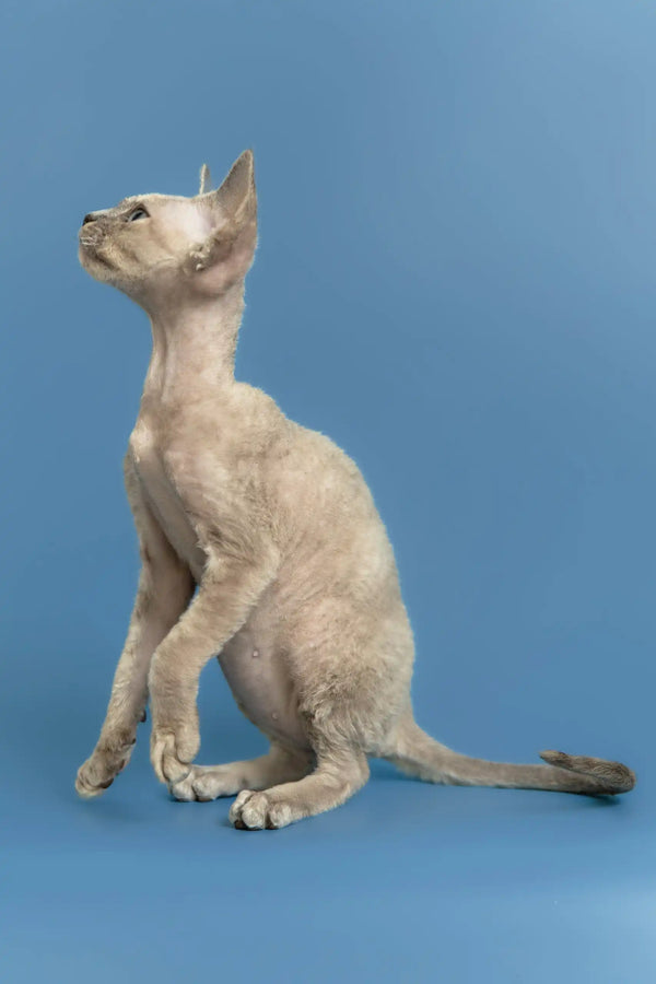 Silena | devon rex kitten