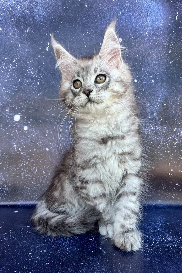 Gray Tabby Maine Coon Kitten with big ears and wide eyes, super cute and playful