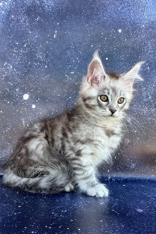 Gray Tabby Maine Coon Kitten with Bright Eyes and Fluffy Fur Ready for a New Home