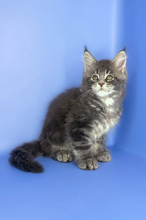 Silver | maine coon kitten