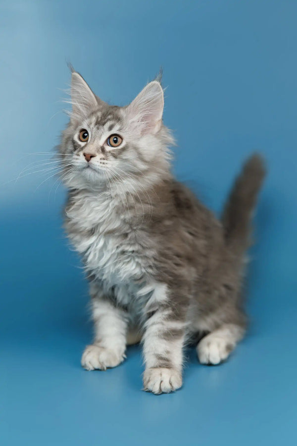 Fluffy gray and white Maine Coon kitten with alert eyes ready for adventure