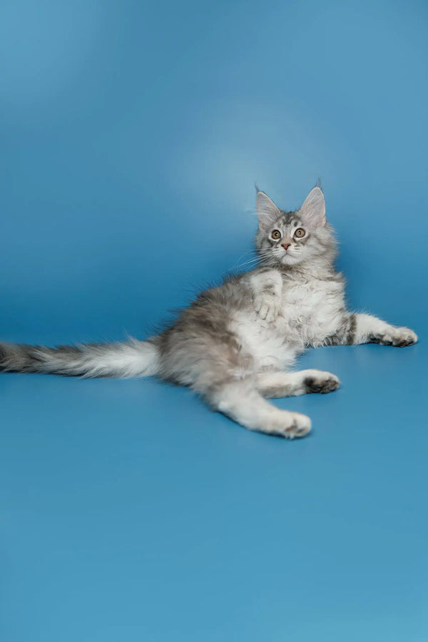 Gray and white Maine Coon cat chilling in a relaxed pose for Silver Maine Coon Kitten