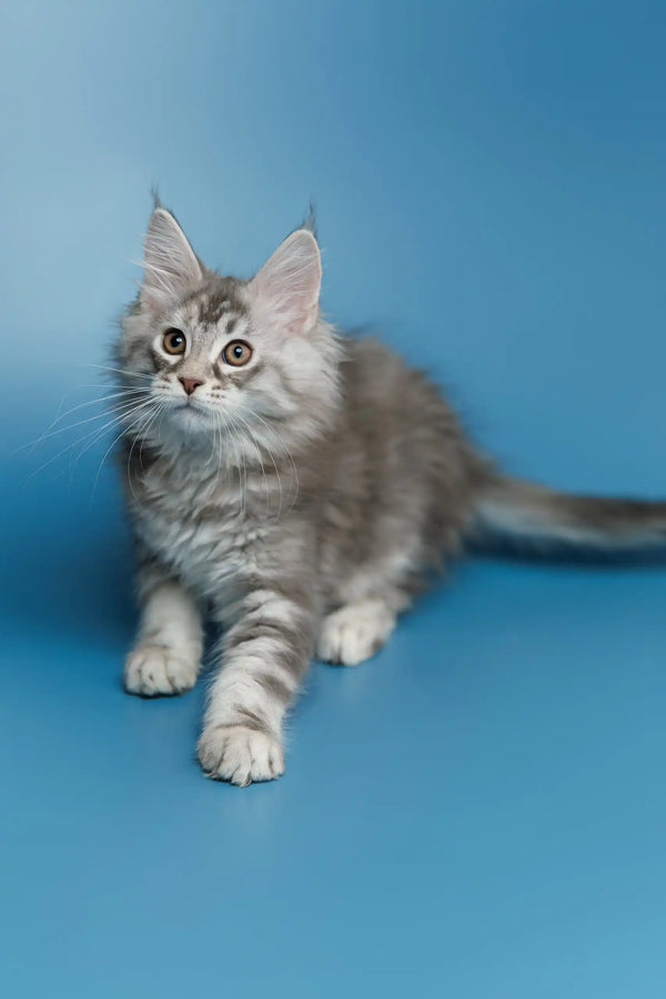 Gray and white Maine Coon kitten sitting with alert eyes, full of charm and cuteness