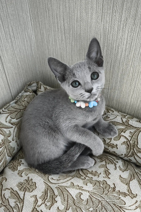 Silver | russian blue kitten