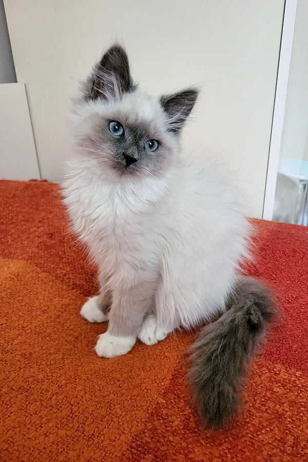 Fluffy Siamese kitten with blue eyes on orange, perfect for a Siberian kitten lover