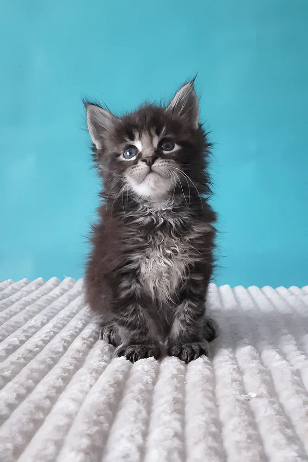 Fluffy black and gray Maine Coon kitten named Silvestre looking adorable