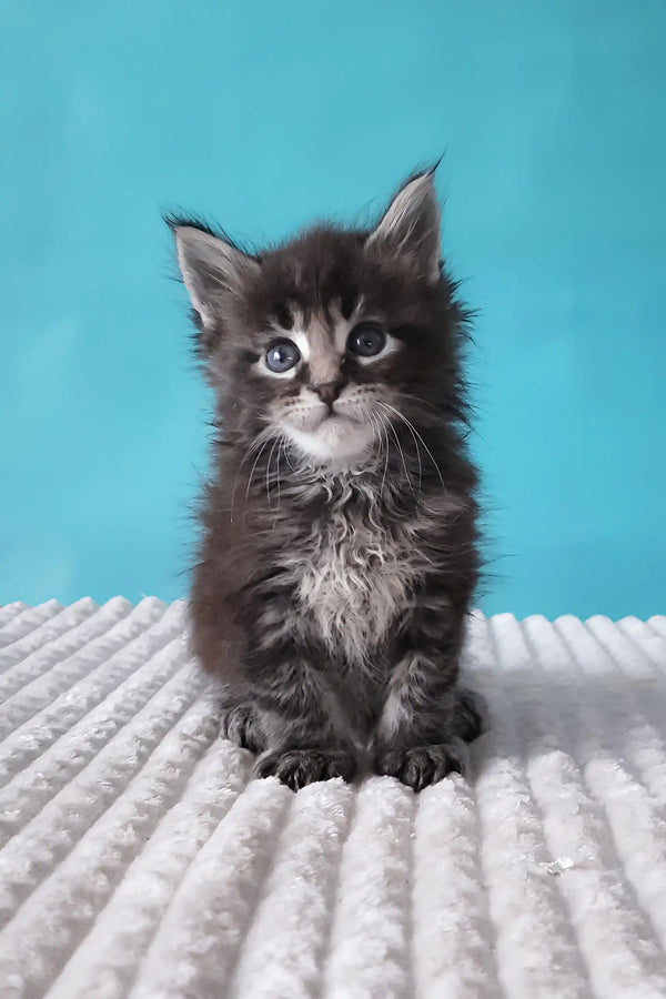 Fluffy gray kitten from Silvestre | Maine Coon Kitten, super cute and cuddly!