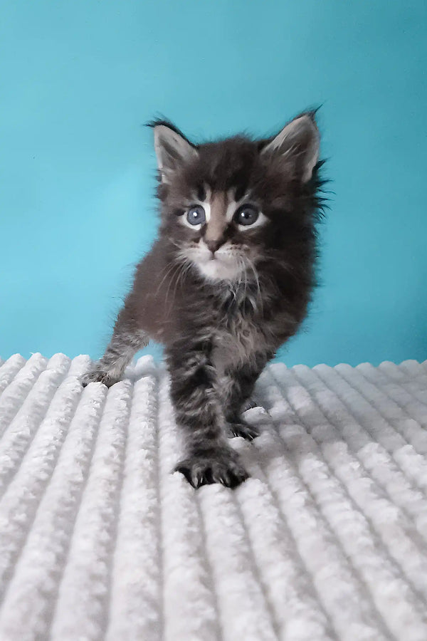 Cute fluffy gray tabby kitten from Silvestre | Maine Coon Kitten product