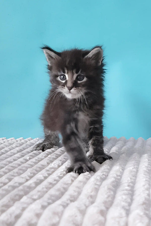 Fluffy gray tabby kitten from Silvestre Maine Coon Kitten collection
