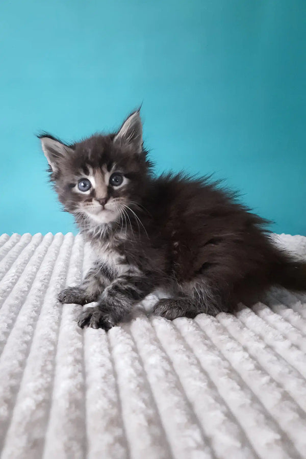 Adorable gray tabby kitten from Silvestre, the Maine Coon Kitten collection