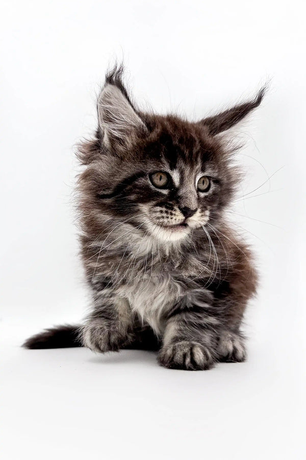 Fluffy Maine Coon kitten with tufted ears in the Silvia product line