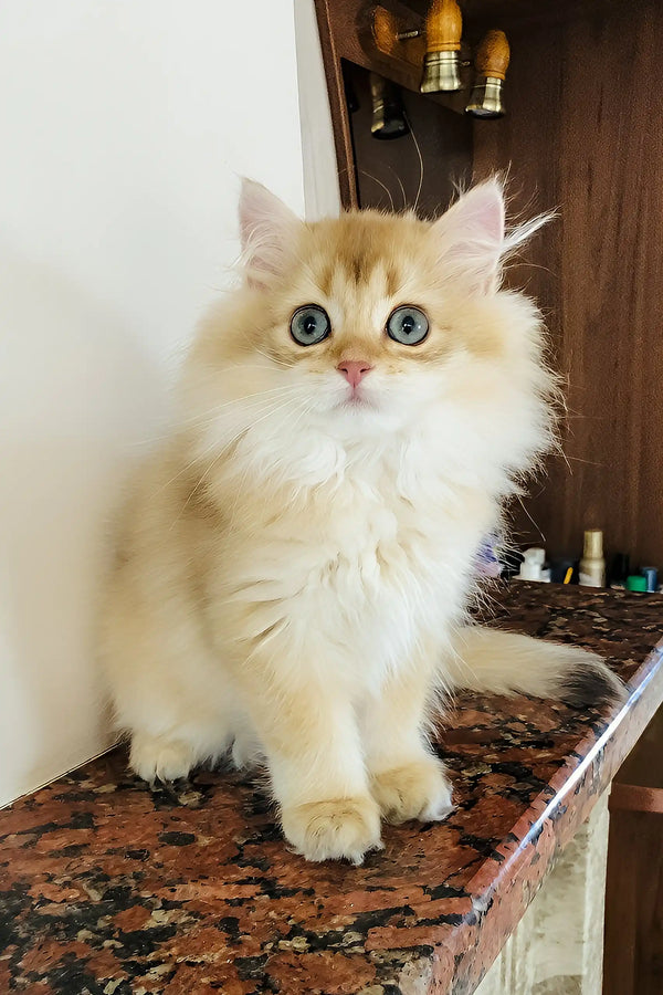 Simba | british longhair kitten
