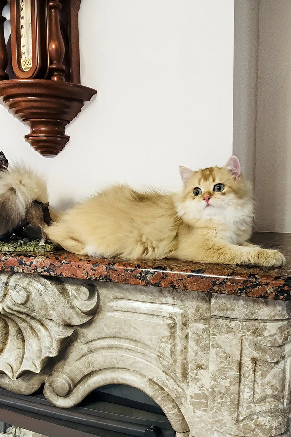 Simba | british longhair kitten