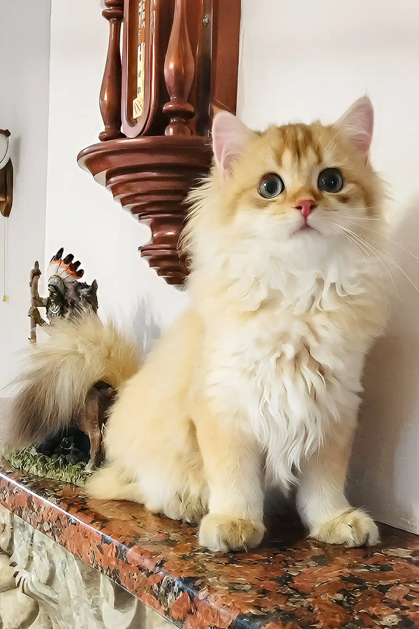 Simba | british longhair kitten