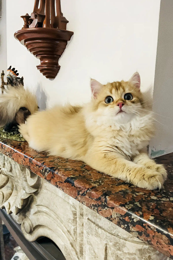 Simba | british longhair kitten