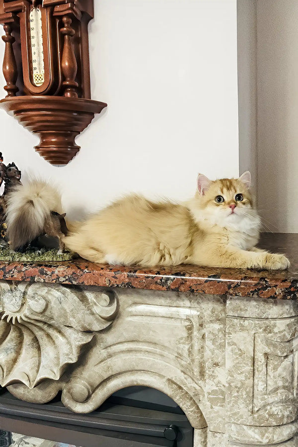 Simba | british longhair kitten