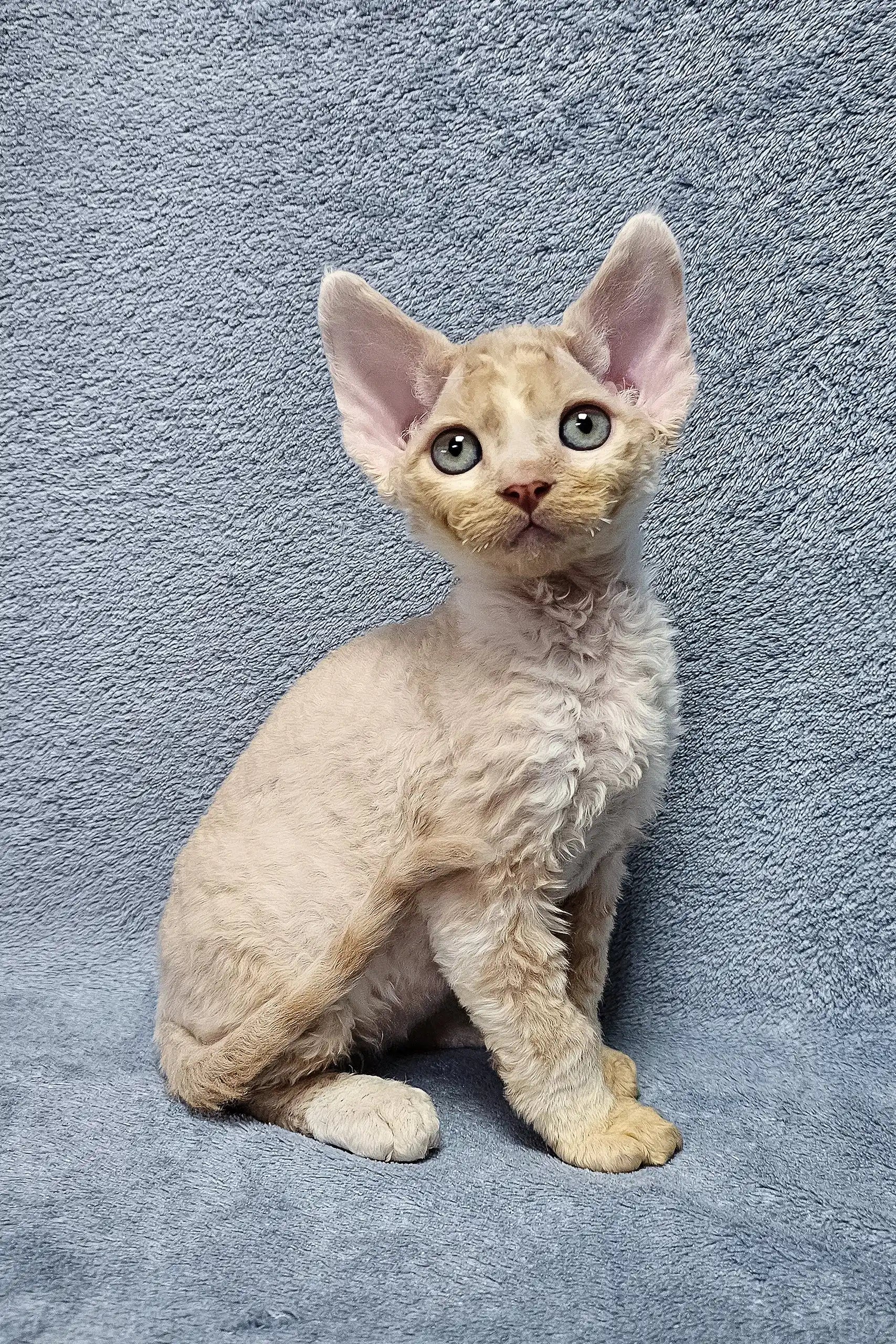 Kitten Petfinder Devon Rex Devon Rex Exotic Pet Finder Devon Rex