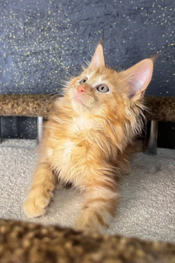 Simba | maine coon kitten