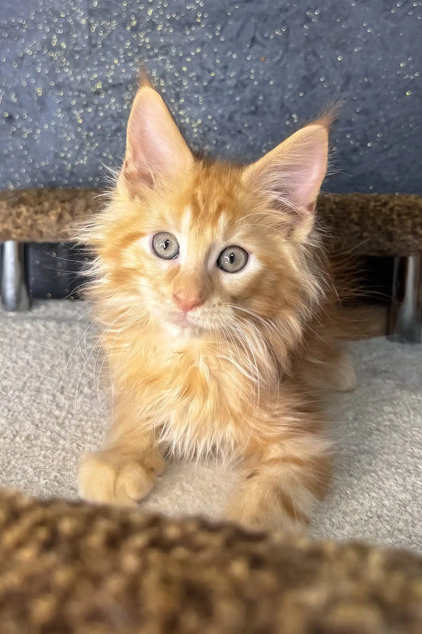 Simba | maine coon kitten
