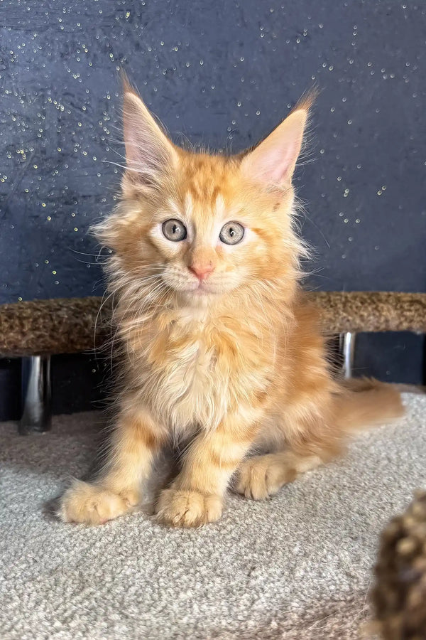 Simba | maine coon kitten