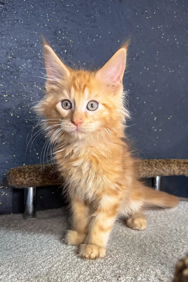 Simba | maine coon kitten