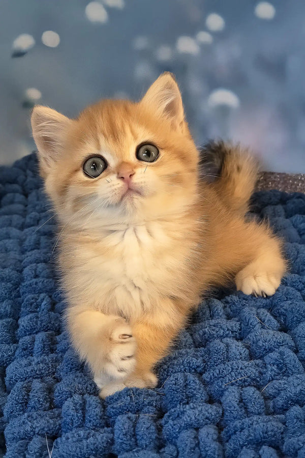 Simon | british shorthair kitten