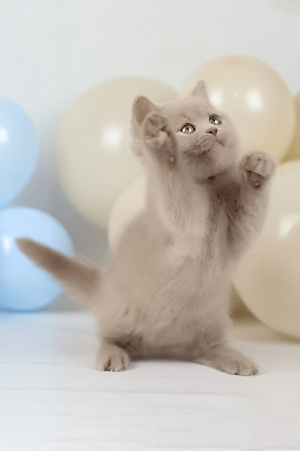 Simon | british shorthair kitten