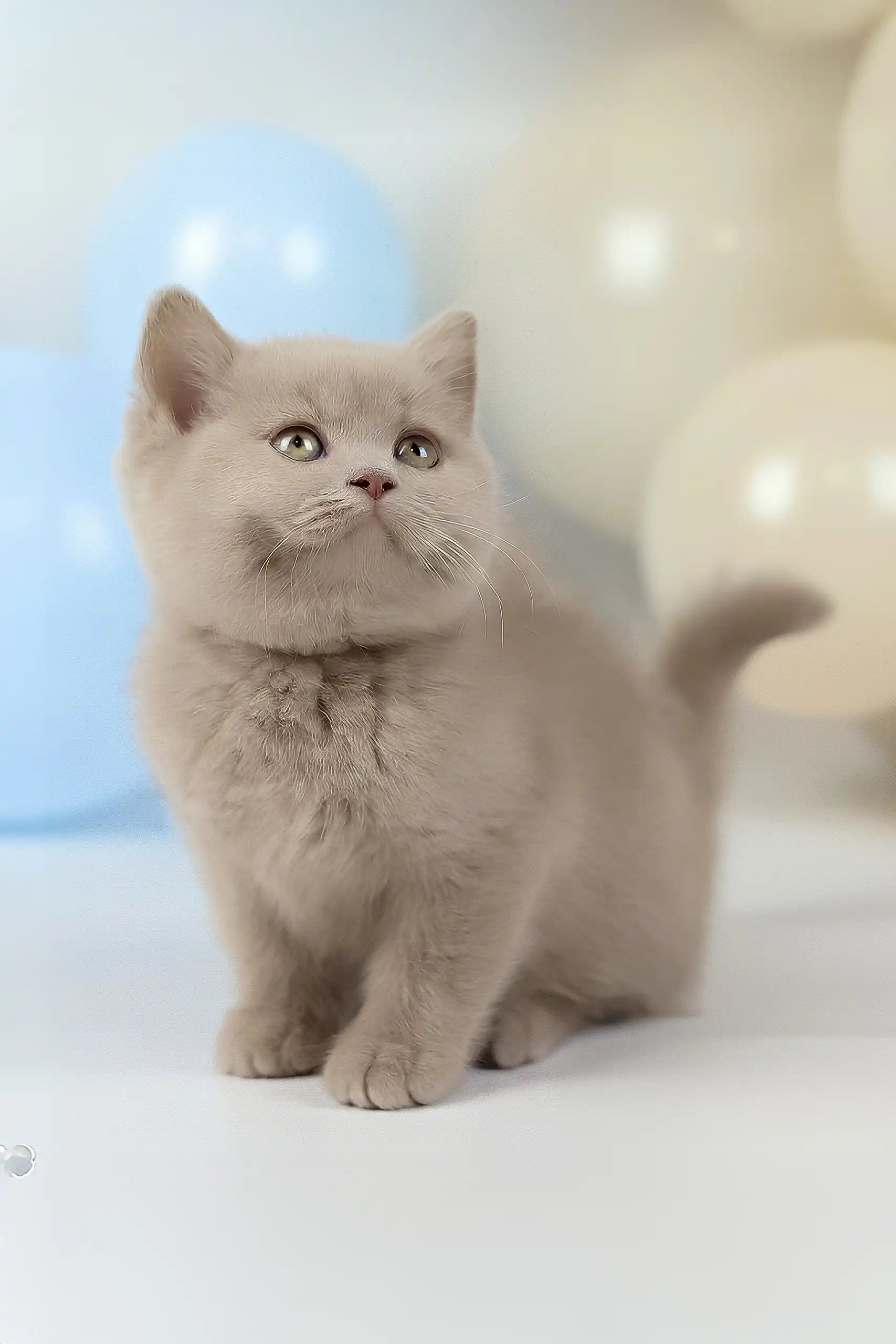 Cute Blue British Shorthair Kitten Puddy British Shorthair Kitten