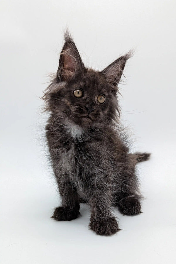 Fluffy dark Maine Coon kitten Simon with alert eyes and cute tufted ears