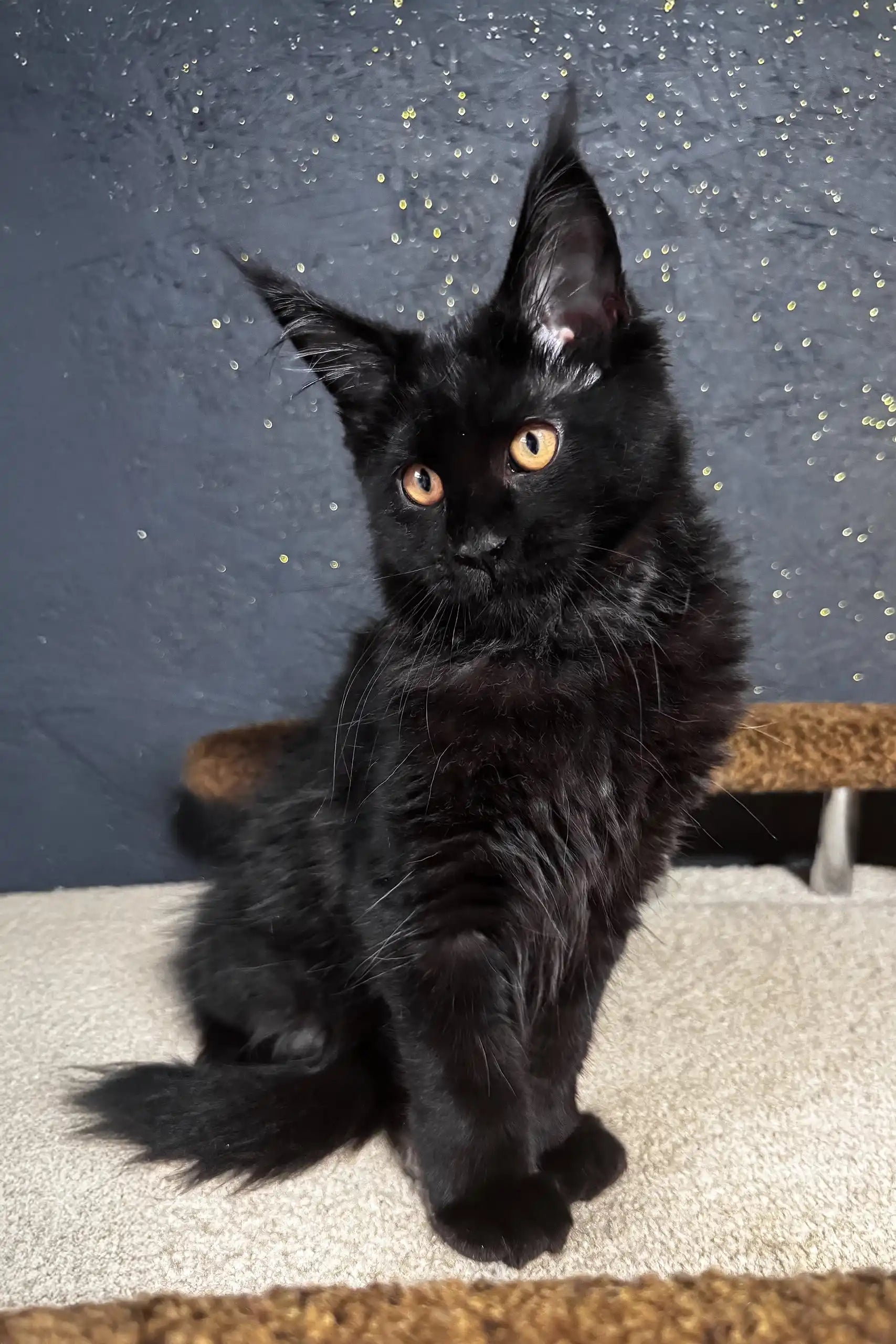 Sisi Stunning Black Maine Coon Kitten