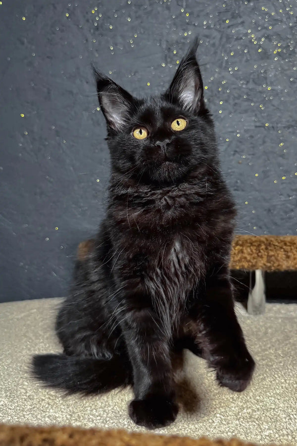 Sisi | maine coon kitten