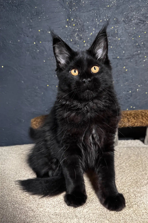 Sisi | maine coon kitten